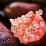Finger Lime Seeds-Citrus Australasica