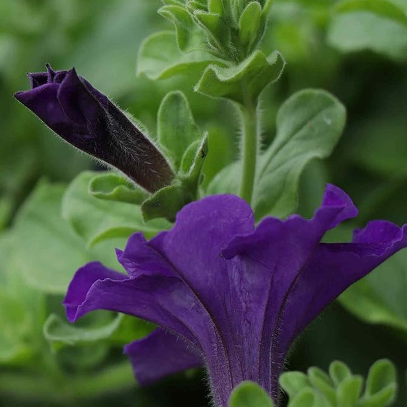 Annual Petunia Alderman Flower Seeds for Planting