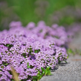 Creeping Thyme Seeds