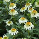 Coconut Lime Coneflower Seeds - Rare White & Green Hardy Perennial Pollinator Flower
