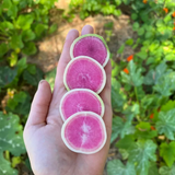 Radish Watermelon Seeds
