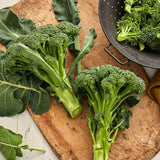 Brócoli híbrido Sun King