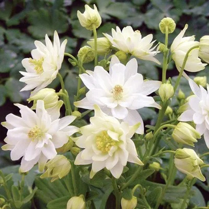 Semillas de flores de pata de gato