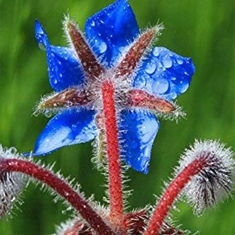 Borage Seeds - Starflower - Heirloom Non-GMO Herb Seeds for Planting an Herb Garden Borago Officinalis