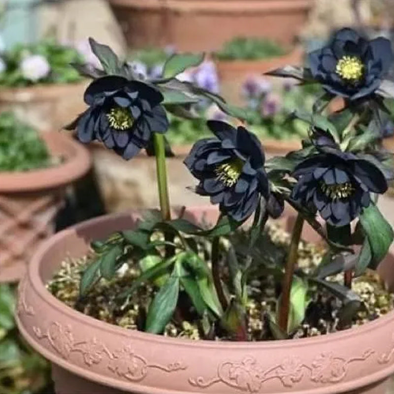 Rosa navideña-Eléboro negro