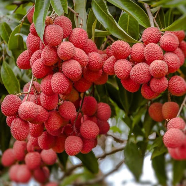 Semillas de fruta tropical de lichi para plantar al aire libre Semillas de lichi para jardinería exótica en el hogar - Psidium guajava perenne Fruta exótica para plantar Bonsai de interior