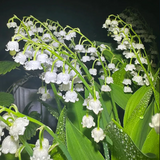 Lily of the Valley Seeds
