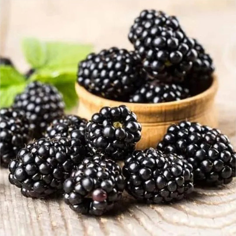 Sweet Giant Blackberry: Huge, Juicy Blackberries Await!