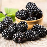 Sweet Giant Blackberry: Huge, Juicy Blackberries Await!