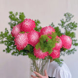 Semillas raras de crisantemo peonía roja con degradado