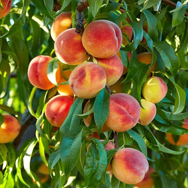 Nemaguard Peach Fruit Tree Seeds for Planting Outdoor- Perennial Fruit Seeds Tasty Sweet Great Home Garden Gift