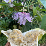 Pasionaria morada / Maypop