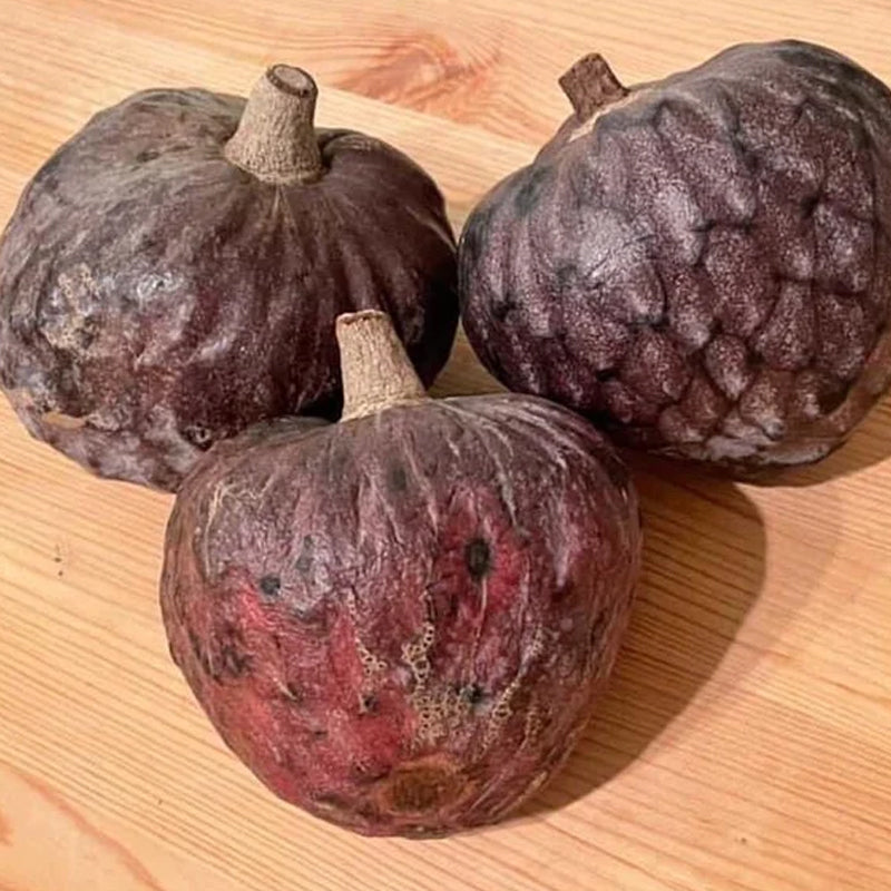 San Pablo Custard Apple Rare Fruit Seeds