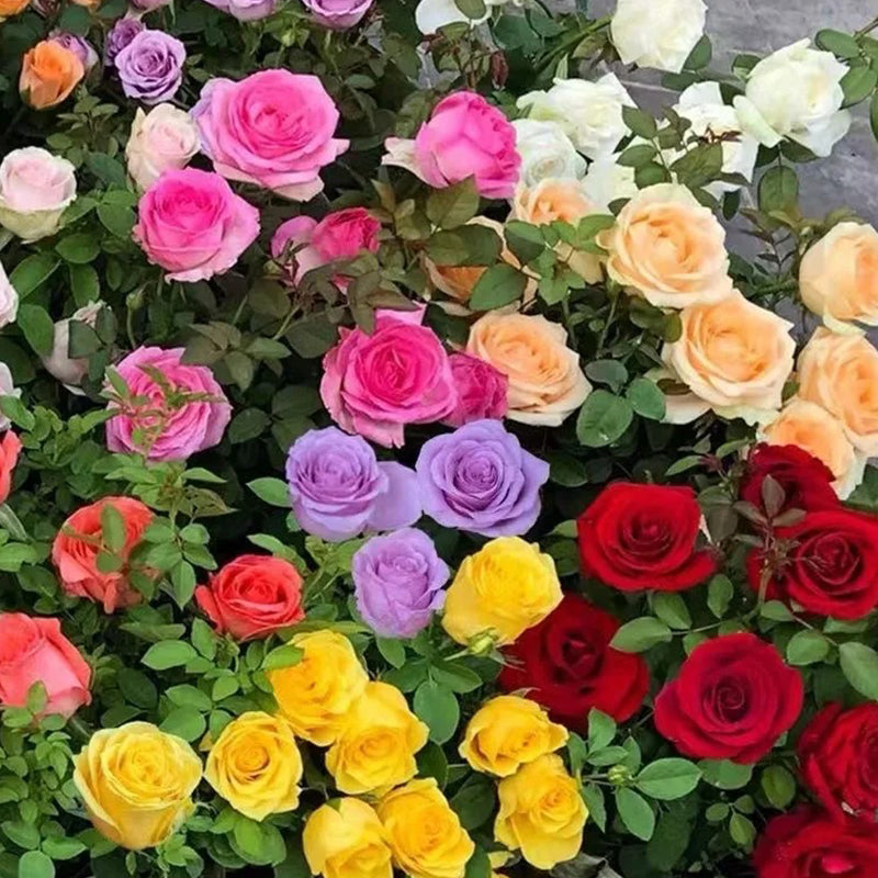 Mixed Color Rose Combination Seeds – Haiyiplants