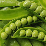 Pea Karina Organic