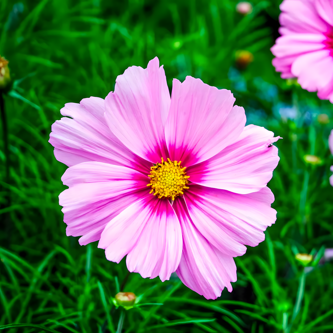 Crazy For Mixed Cosmos Flower Seed