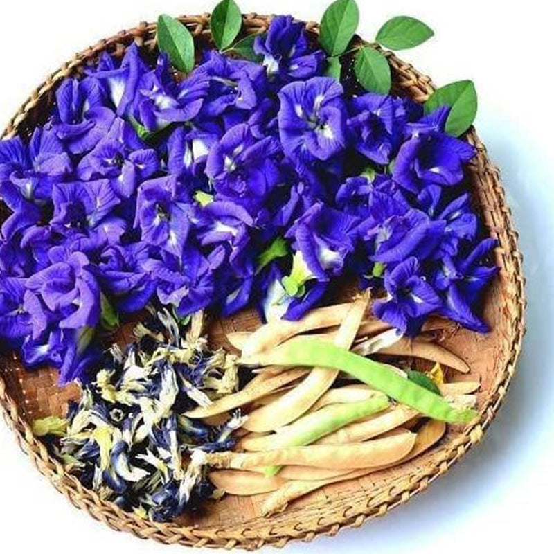 Semillas de flores de guisante de mariposa - HOA Dau Biec - Semillas de vid de guisante de mariposa azul (Clitoria ternatea) Semillas de plantas de vid tropicales - Semillas de flores comestibles