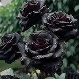 Rare Black Rose Seeds for Planting