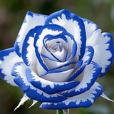 Semillas de rosas blancas y azules: una deliciosa combinación de elegancia y serenidad