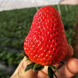 All-season Strawberry Seeds EverBloom Berries