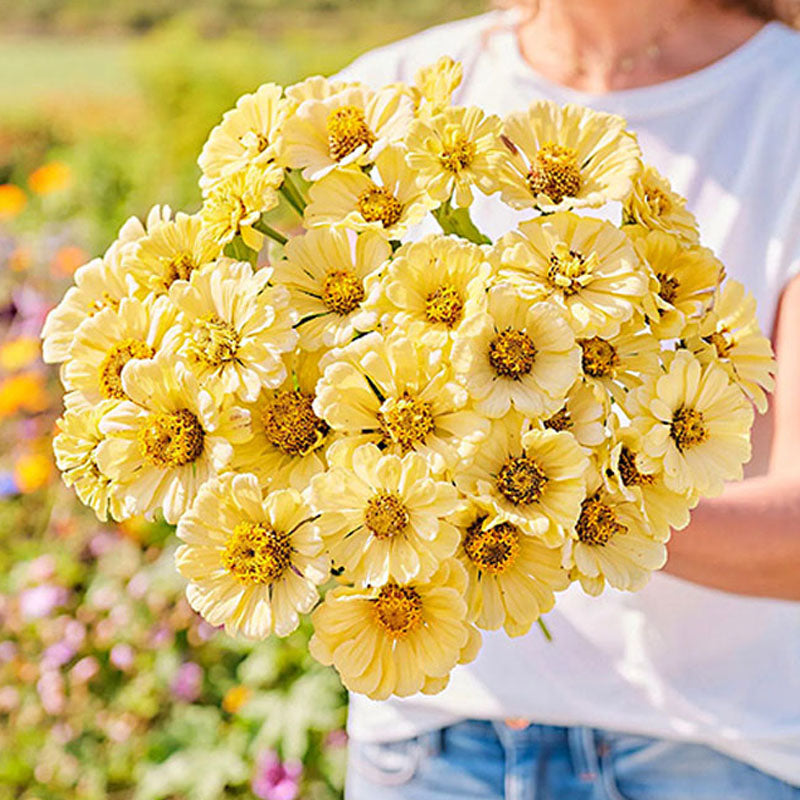 Amarilis de belleza rayada