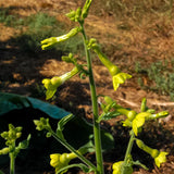 Huichol / Langsdorff's Tobacco Seed