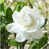 Big Leaf Gardenia Seeds