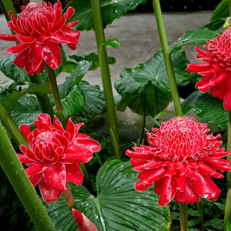 Semillas de rosa de porcelana - Etlingera elatior - Torch Ginger