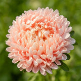 Blush Peach China Aster (Callistephus chinensis) Seeds