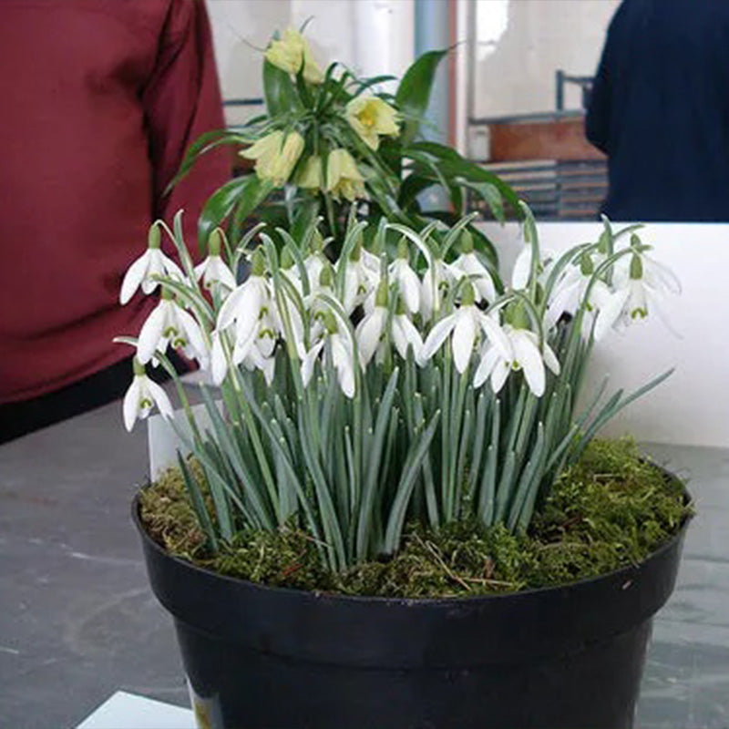 Snowdrop Flower Seeds