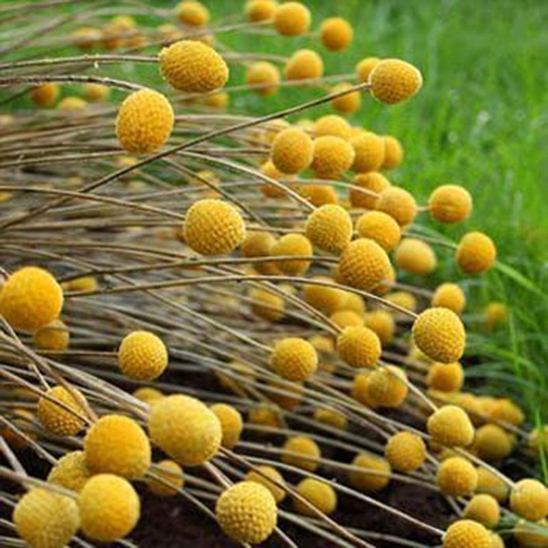 Perennial Craspedia Globosa Billy Button Flower Seeds for Planting
