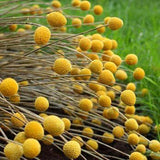 Perennial Craspedia Globosa Billy Button Flower Seeds for Planting