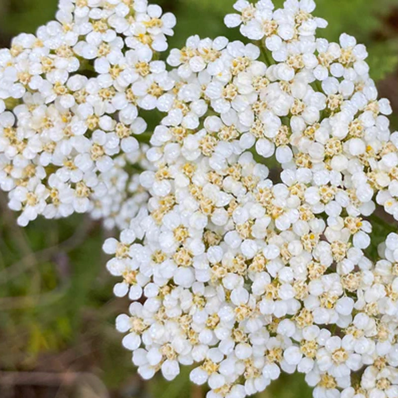 White Yarrow