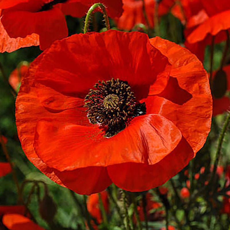 Red Flanders Poppies Flanders Poppy Seeds