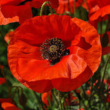Red Flanders Poppies Flanders Poppy Seeds