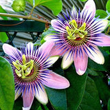 Semillas de pasiflora morada, hermosa flor exótica, perenne, para jardín al aire libre, flores cortadas para plantar, sin OGM
