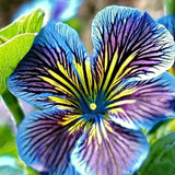Velvet Trumpet Flower Seeds-Blue