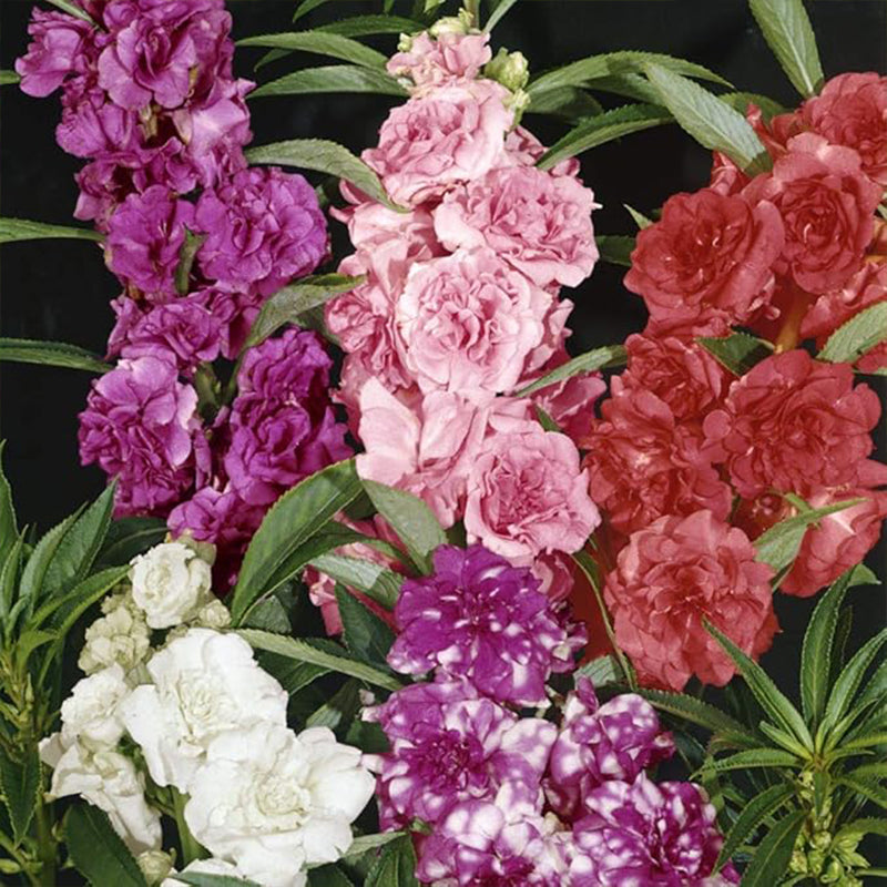 Impatiens Balsam Garden Flower Seed Mix for Planting