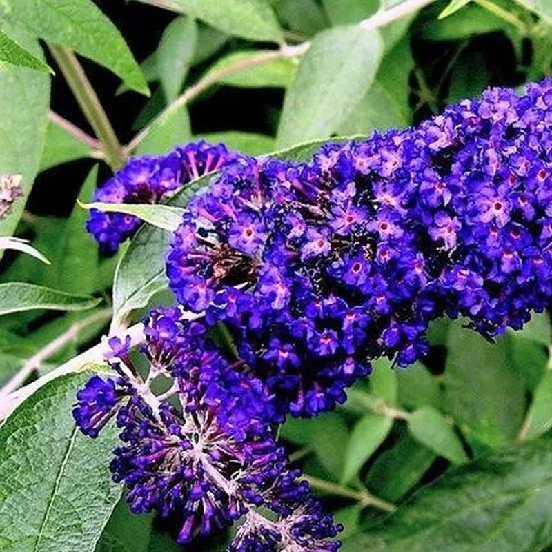Semillas de arbustos de flores de Buddleia Davidii, arbusto de mariposas de colores variados