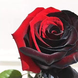 Carmen Rose - Twin Red Black Rose Seeds