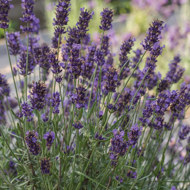Lavanda, PPAF súper azul