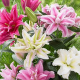 Bulbos de lirio perfumados orientales