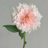 Monique Darve Rose Seeds