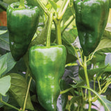 Pepper, Hot, Poblano (Ancho)