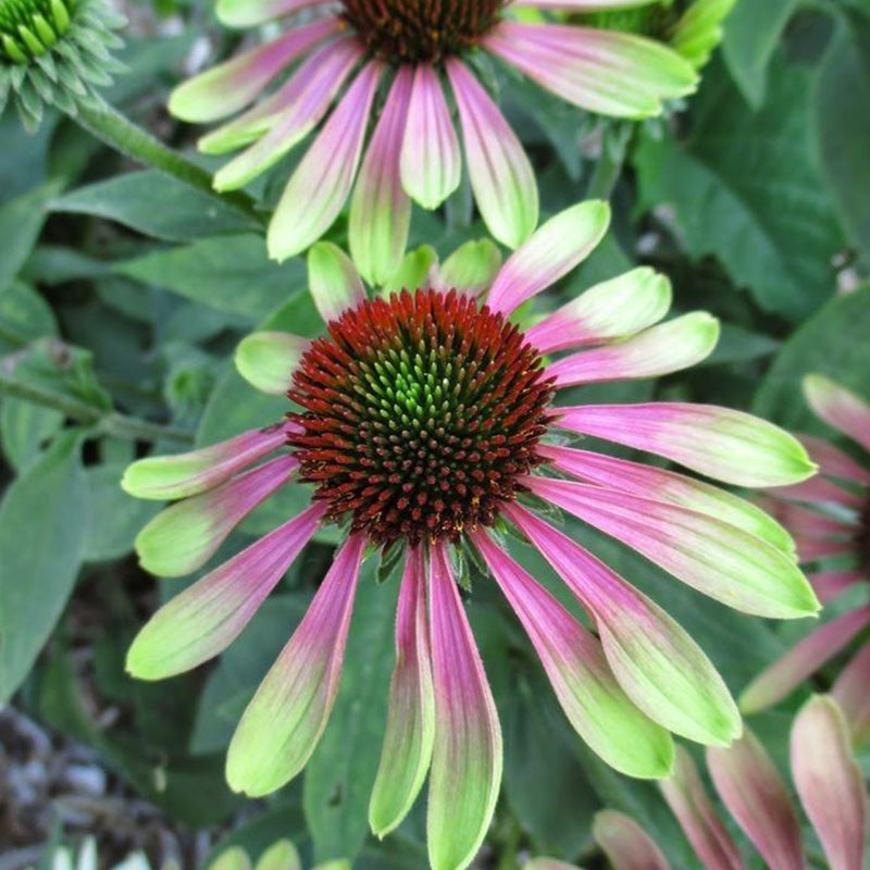 Green Twister Coneflower Seeds - Rare Pink & Lime Hardy Perennial Pollinator Flower