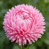 Bubblegum Pink China Aster (Callistephus chinensis) Seeds