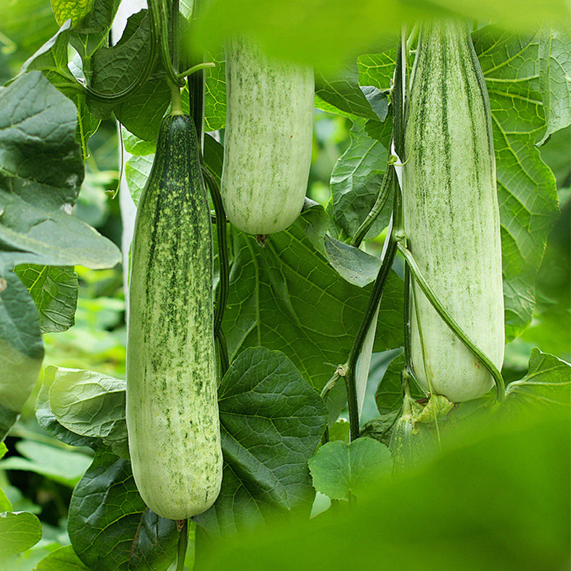 Cucumber, Dragon Suhyo Hybrid