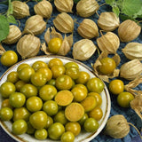 Perennial Cape Gooseberry Physalis Peruviana Goldenberry Fruit Plant Seeds