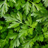 Parsley, Single Italian