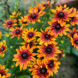 Bicolor Gloriosa Black-Eyed Susan Seeds